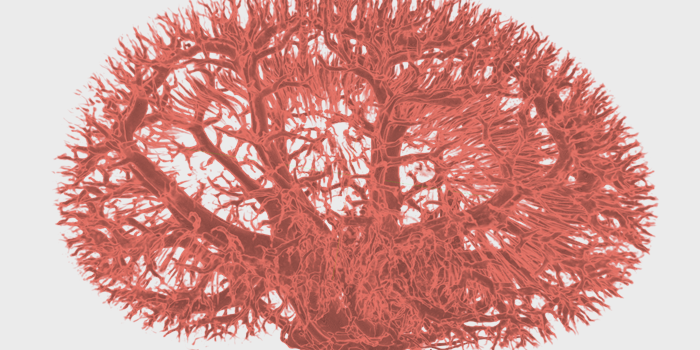 Visual Computing, DTU Compute, 3D kidney visualization in red 